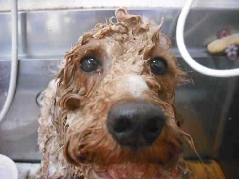 ファイル 1145-2.jpg