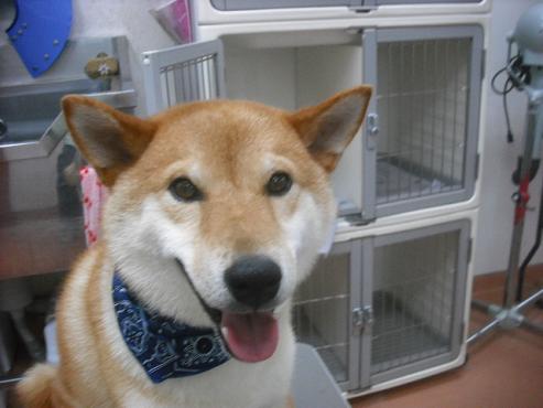 ファイル 1151-1.jpg