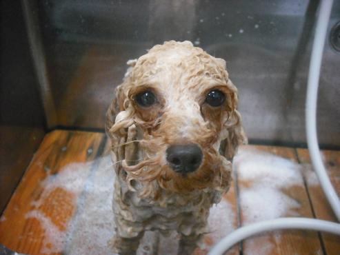 ファイル 1152-2.jpg