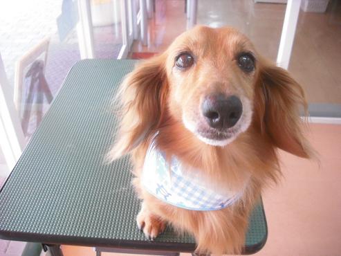 ファイル 1153-1.jpg