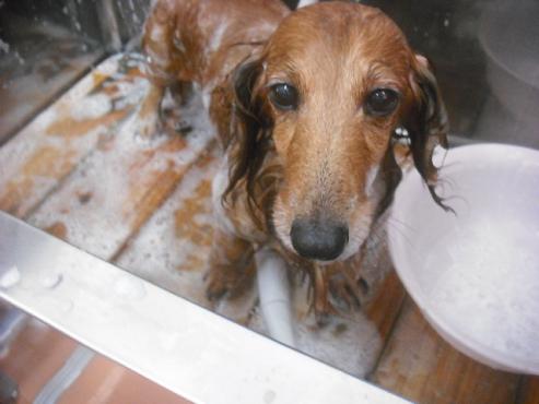 ファイル 1153-2.jpg