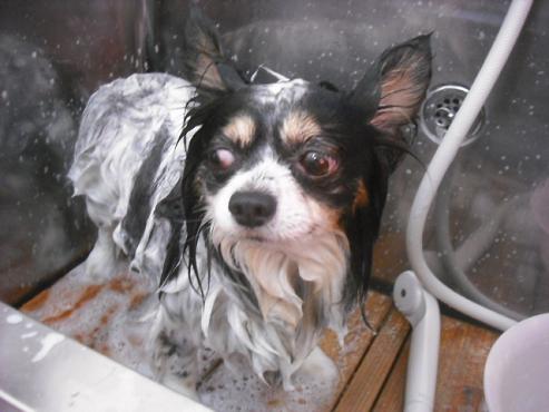 ファイル 1155-2.jpg