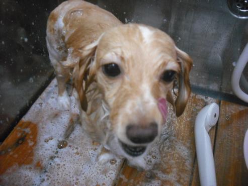 ファイル 1156-2.jpg