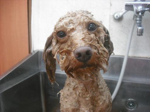 ファイル 1159-2.jpg