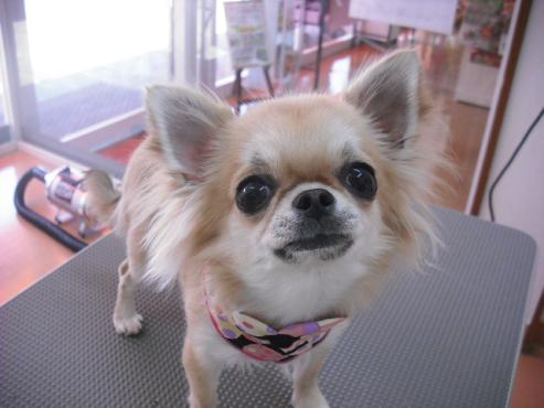 ファイル 116-1.jpg