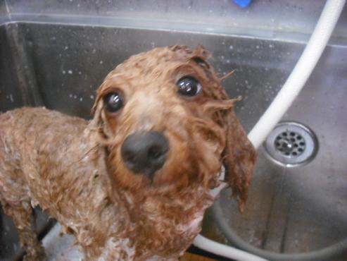 ファイル 1160-2.jpg