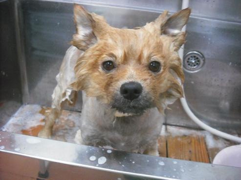 ファイル 1161-2.jpg