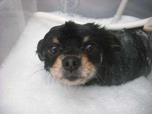 ファイル 1163-2.jpg