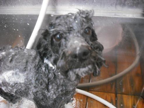 ファイル 1168-2.jpg