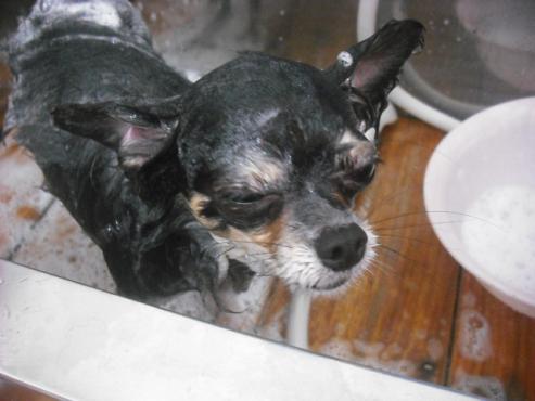 ファイル 1171-2.jpg