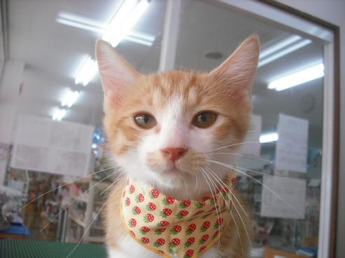 ファイル 1172-1.jpg