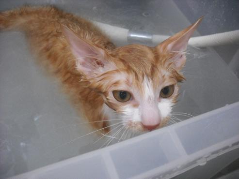 ファイル 1172-2.jpg