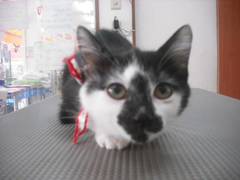 ファイル 1173-1.jpg