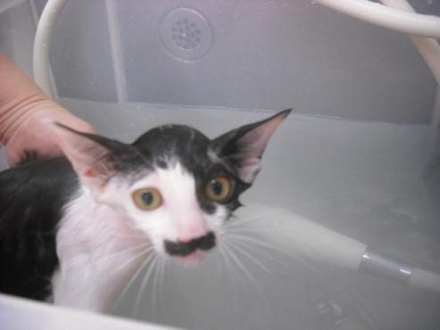 ファイル 1174-2.jpg