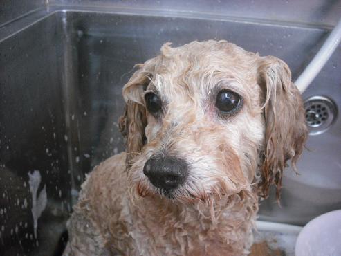 ファイル 1175-2.jpg