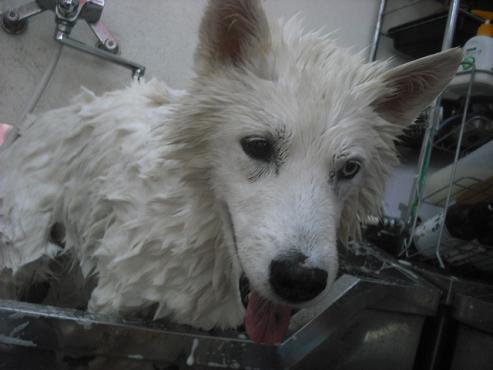 ファイル 1176-2.jpg