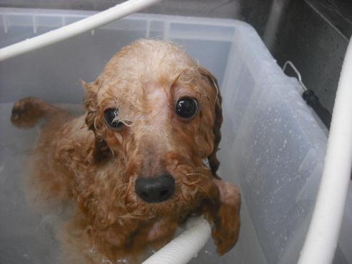 ファイル 1180-2.jpg