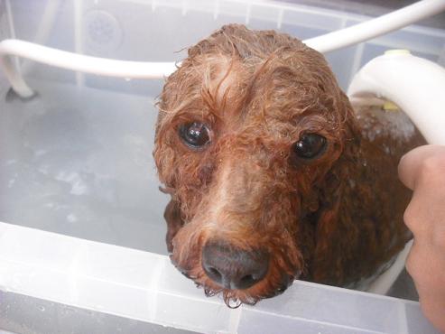 ファイル 1181-2.jpg