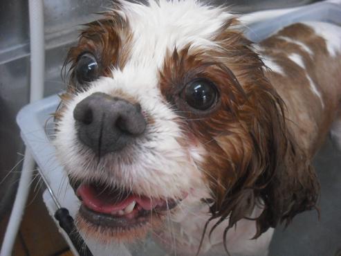 ファイル 1182-2.jpg