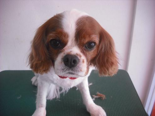 ファイル 1183-1.jpg