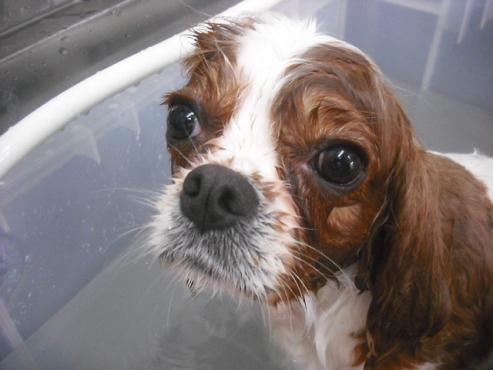 ファイル 1183-2.jpg