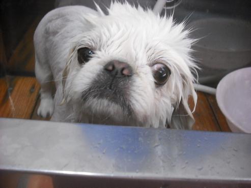 ファイル 1184-2.jpg