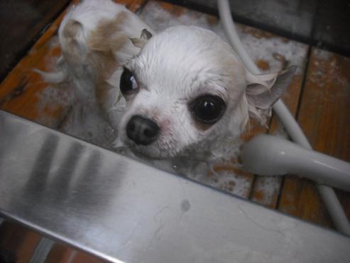 ファイル 1185-2.jpg