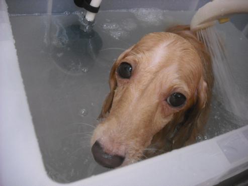 ファイル 1187-2.jpg