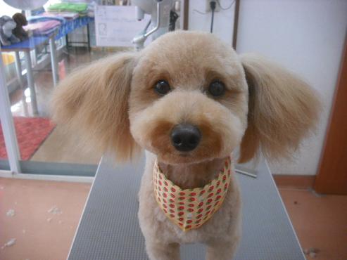 ファイル 1188-1.jpg