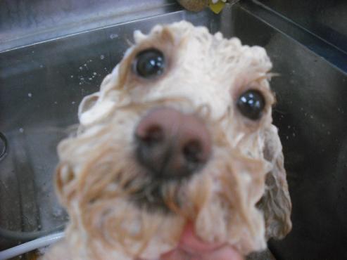 ファイル 1189-2.jpg