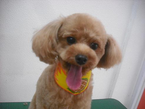 ファイル 1190-1.jpg