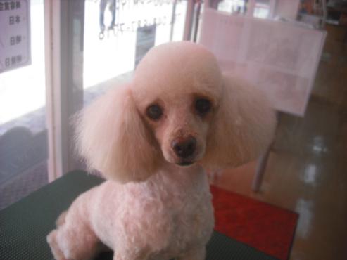 ファイル 1192-1.jpg