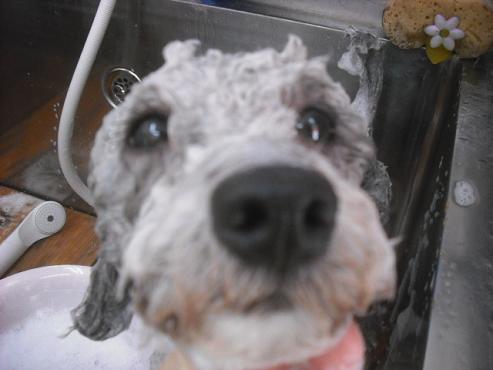 ファイル 1194-2.jpg