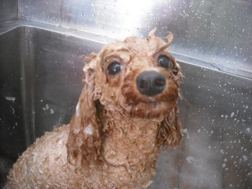 ファイル 1195-2.jpg