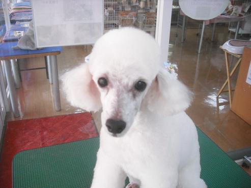 ファイル 1196-1.jpg