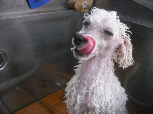 ファイル 1196-2.jpg