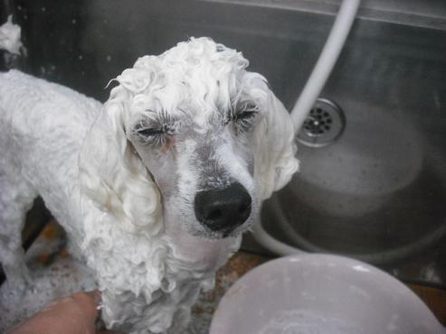 ファイル 1197-2.jpg