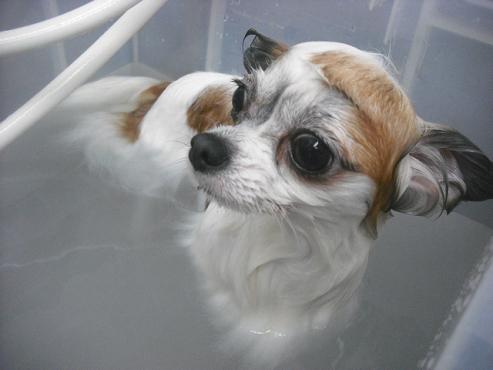 ファイル 1200-2.jpg