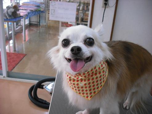 ファイル 1209-1.jpg