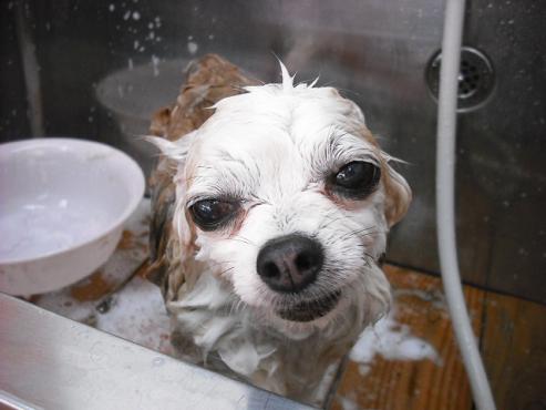 ファイル 1209-2.jpg