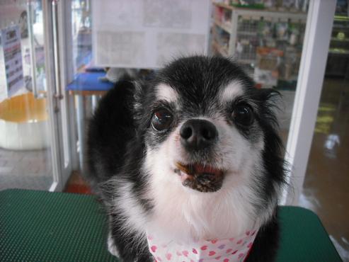 ファイル 1210-1.jpg