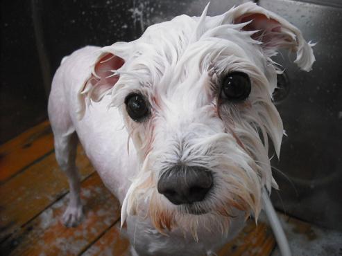 ファイル 1211-2.jpg