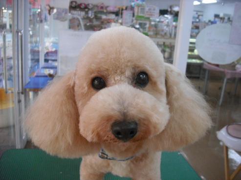 ファイル 1213-1.jpg