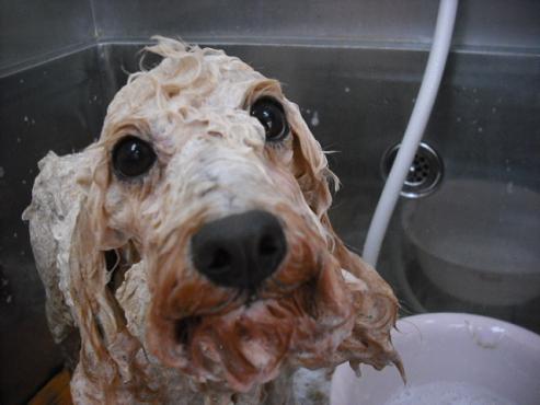 ファイル 1213-2.jpg