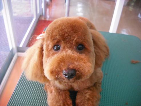 ファイル 1214-1.jpg