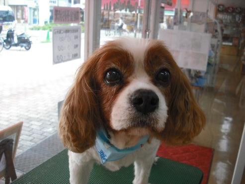 ファイル 1215-1.jpg