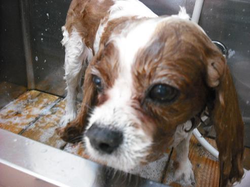 ファイル 1215-2.jpg