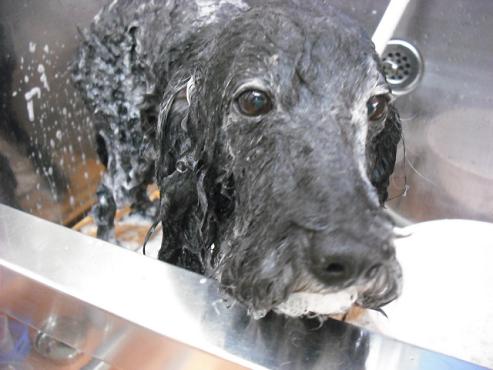 ファイル 1216-2.jpg