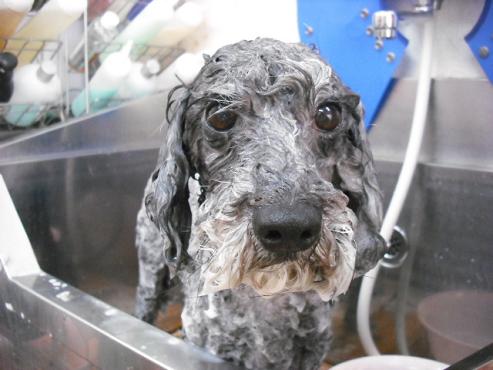 ファイル 1217-2.jpg