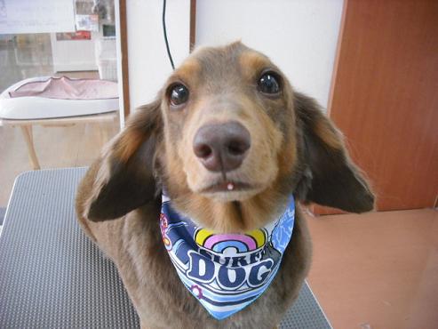 ファイル 1218-1.jpg